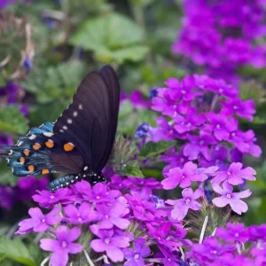 Purple Verbena Live Plant - 4 Inch Pot Perennial Ground Cover & Trailing Bush - Image 4