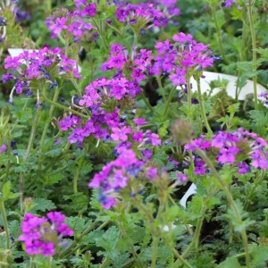 Purple Verbena Live Plant - 4 Inch Pot Perennial Ground Cover & Trailing Bush - Image 5