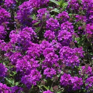 Purple Verbena Live Plant - 4 Inch Pot Perennial Ground Cover & Trailing Bush - Image 6