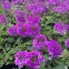 Purple Verbena Live Plant - 4 Inch Pot Perennial Ground Cover & Trailing Bush - Image 1