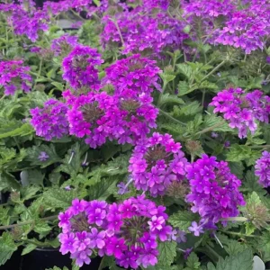 Purple Verbena Live Plant - 4 Inch Pot Perennial Ground Cover & Trailing Bush - Image 1