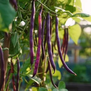 Purple Yard Long Bean Seeds - 10 Count - Vining Legume for Gardens - Image 3