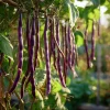 Purple Yard Long Bean Seeds - 10 Count - Vining Legume for Gardens - Image 1
