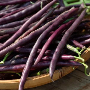 Purple Yard Long Bean Seeds - 10 Count - Vining Legume for Gardens - Image 4