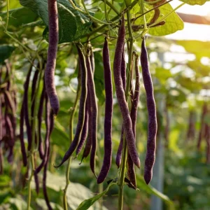 Purple Yard Long Bean Seeds - 10 Count - Vining Legume for Gardens - Image 5