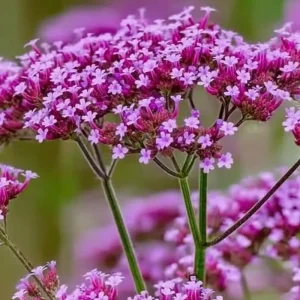 Purpletop Vervain Seeds - 200 Count - Verbena bonariensis - Lavender-Purple Blooms for Pollinator Gardens - Image 3