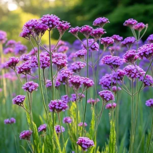 Purpletop Vervain Seeds - 200 Count - Verbena bonariensis - Lavender-Purple Blooms for Pollinator Gardens - Image 4