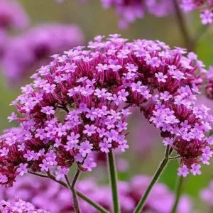 Purpletop Vervain Seeds - 200 Count - Verbena bonariensis - Lavender-Purple Blooms for Pollinator Gardens - Image 1