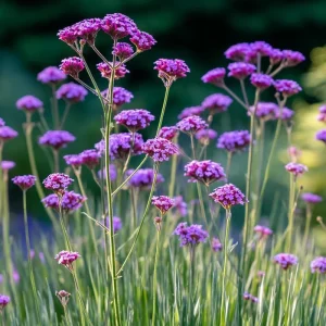 Purpletop Vervain Seeds - 200 Count - Verbena bonariensis - Lavender-Purple Blooms for Pollinator Gardens - Image 5