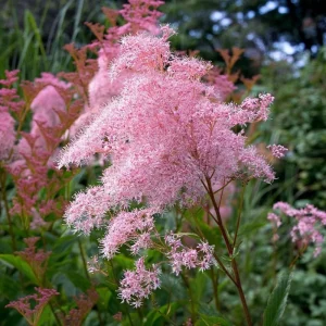 Queen of the Prairie Seeds – 25 Count – Fragrant Pink Blooms – Pollinator Friendly - Image 3