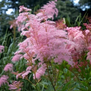 Queen of the Prairie Seeds – 25 Count – Fragrant Pink Blooms – Pollinator Friendly - Image 1