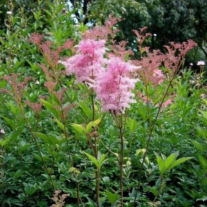 Queen of the Prairie Seeds – 25 Count – Fragrant Pink Blooms – Pollinator Friendly - Image 5