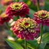 Queen Red Lime Zinnia Seeds - 10 Count Packet - Zinnia Elegans Blooms - Image 1