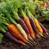 Rainbow Carrot Seeds – Heirloom Mix – 150 Seeds for Colorful Gardens - Image 1