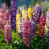 Rainbow Mixed Color Lupine Seeds - 50 Seeds - Vibrant Multi-Colored Spikes - Pollinator Friendly - Image 1