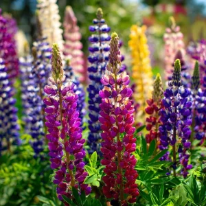 Rainbow Mixed Color Lupine Seeds - 50 Seeds - Vibrant Multi-Colored Spikes - Pollinator Friendly - Image 7