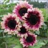 Rare Plum Purple Sunflower Seeds – 25 Helianthus annuus Seeds – Cut Flowers - Image 1