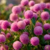 Raspberry Cream Gomphrena Seeds - 25 Seeds for Gardens & Containers - Image 1
