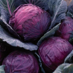 Red Acre Cabbage Seeds - 150 Sweet, Crisp Heirloom Vegetable Seeds - Image 5