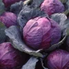 Red Acre Cabbage Seeds - 150 Sweet, Crisp Heirloom Vegetable Seeds - Image 1