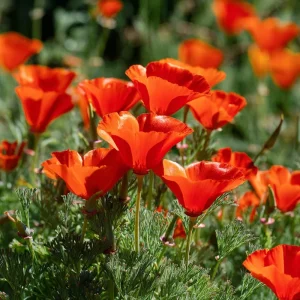 Red California Poppy Seeds - 500 Count - Vibrant Wildflower Blooms - Image 2