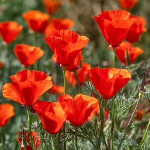 Red California Poppy Seeds - 500 Count - Vibrant Wildflower Blooms - Image 3