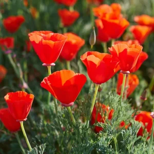 Red California Poppy Seeds - 500 Count - Vibrant Wildflower Blooms - Image 4