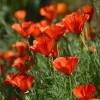 Red California Poppy Seeds - 500 Count - Vibrant Wildflower Blooms - Image 1