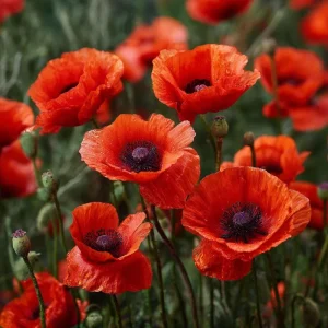 Red Corn Poppy Seeds - 500 Count Packet - Vibrant Scarlet Blooms - Easy Annual Flower Seeds for Outdoor Gardens - Image 2