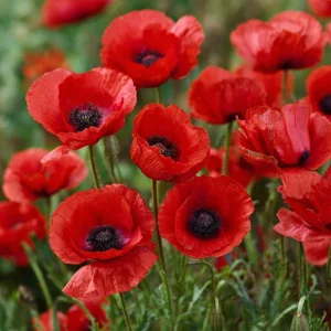 Red Corn Poppy Seeds - 500 Count Packet - Vibrant Scarlet Blooms - Easy Annual Flower Seeds for Outdoor Gardens - Image 3