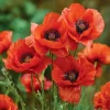 Red Corn Poppy Seeds - 500 Count Packet - Vibrant Scarlet Blooms - Easy Annual Flower Seeds for Outdoor Gardens - Image 1