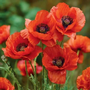 Red Corn Poppy Seeds - 500 Count Packet - Vibrant Scarlet Blooms - Easy Annual Flower Seeds for Outdoor Gardens - Image 1