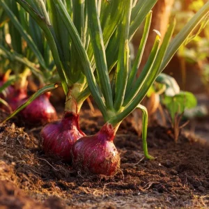Red Creole Onion Seeds - 200 Heirloom Short Day Onions for Garden - Image 2