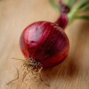 Red Creole Onion Seeds - 200 Heirloom Short Day Onions for Garden - Image 4