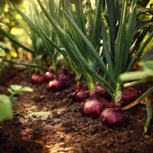 Red Creole Onion Seeds - 200 Heirloom Short Day Onions for Garden - Image 5