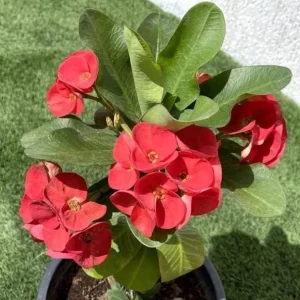 Red Crown of Thorns Live Plant - Euphorbia Milii Succulent, 3-6 Inch Tall, Indoor/Outdoor - Image 2
