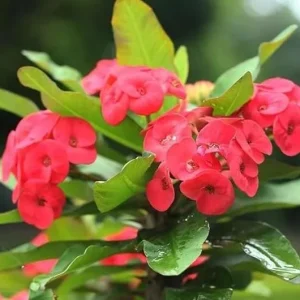 Red Crown of Thorns Live Plant - Euphorbia Milii Succulent, 3-6 Inch Tall, Indoor/Outdoor - Image 3
