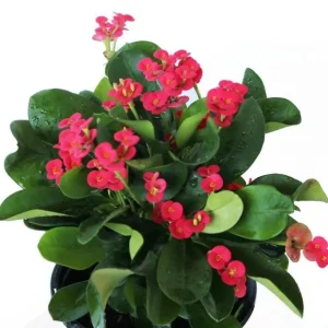 Red Crown of Thorns Live Plant - Euphorbia Milii Succulent, 3-6 Inch Tall, Indoor/Outdoor - Image 5