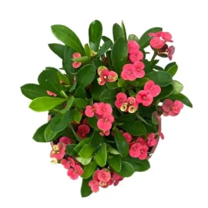 Red Crown of Thorns Live Plant - Euphorbia Milii Succulent, 3-6 Inch Tall, Indoor/Outdoor - Image 6