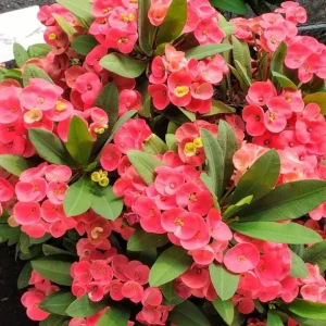 Red Crown of Thorns Live Plant - Euphorbia Milii Succulent, 3-6 Inch Tall, Indoor/Outdoor - Image 7