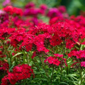 Red Drummond Phlox Seeds - 200 Count - Bright Red Annual Blooms for Gardens - Image 2