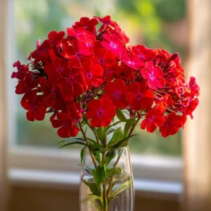 Red Drummond Phlox Seeds - 200 Count - Bright Red Annual Blooms for Gardens - Image 4