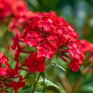 Red Drummond Phlox Seeds - 200 Count - Bright Red Annual Blooms for Gardens - Image 1