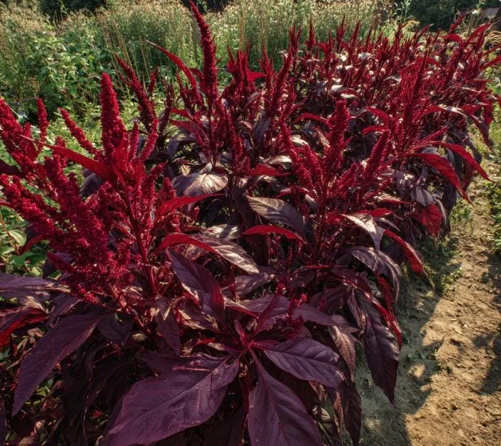 Red Garnet Amaranth Seeds - 250 Heirloom Microgreen & Garden Green Seeds - Image 3