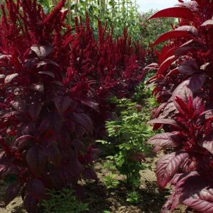 Red Garnet Amaranth Seeds - 250 Heirloom Microgreen & Garden Green Seeds - Image 4