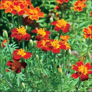 Red Gem Marigold Seeds – 50 Seed Packet – Edible & Long-Blooming Flowers - Image 2