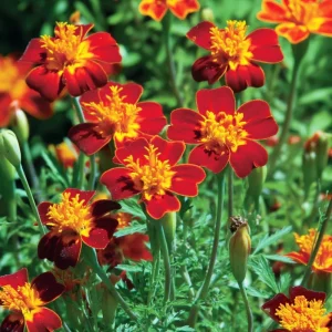 Red Gem Marigold Seeds – 50 Seed Packet – Edible & Long-Blooming Flowers - Image 3