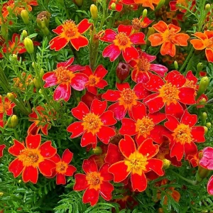 Red Gem Marigold Seeds – 50 Seed Packet – Edible & Long-Blooming Flowers - Image 4