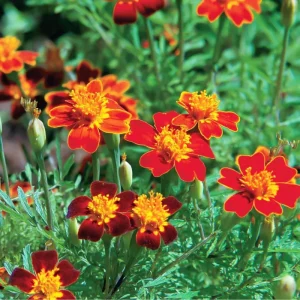 Red Gem Marigold Seeds – 50 Seed Packet – Edible & Long-Blooming Flowers - Image 5