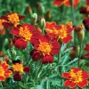 Red Gem Marigold Seeds – 50 Seed Packet – Edible & Long-Blooming Flowers - Image 1